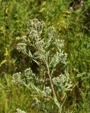 Achillea cartilaginea