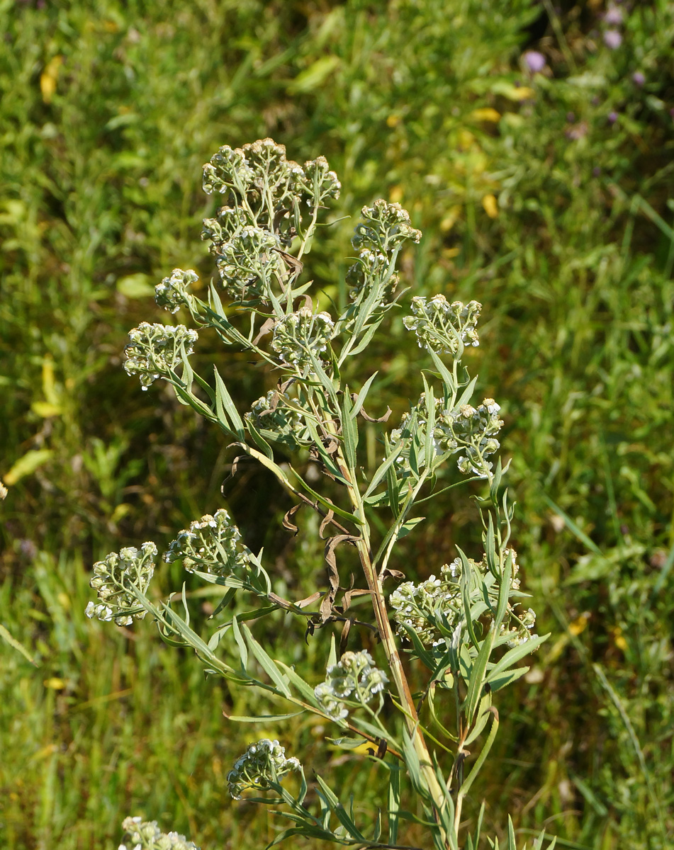 Image of Achillea cartilaginea specimen.