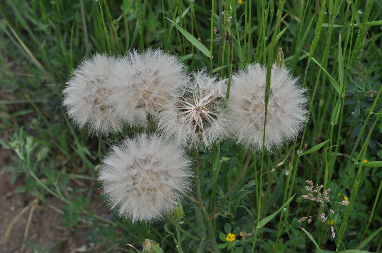 Изображение особи род Tragopogon.