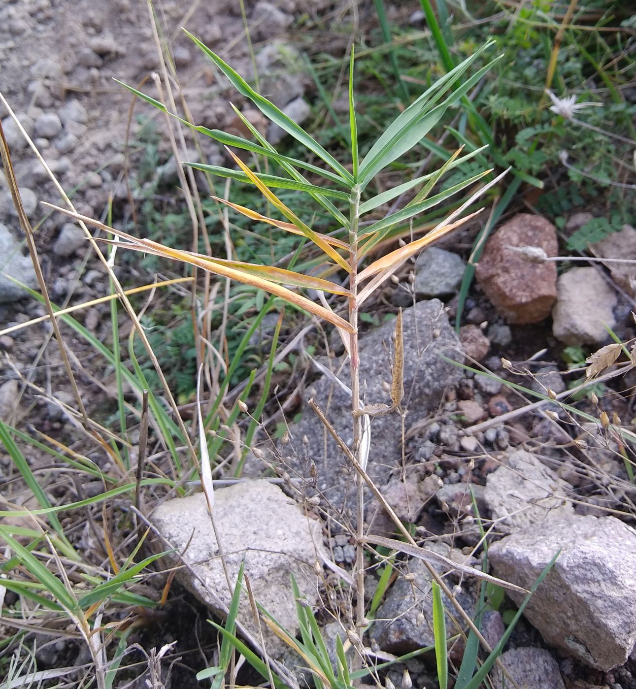 Image of Phragmites australis specimen.