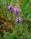 Pedicularis fissa