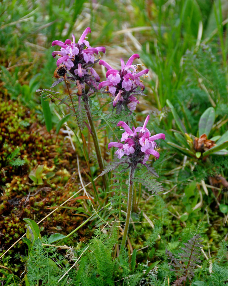 Изображение особи Pedicularis fissa.