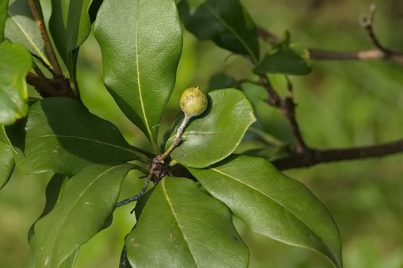 Изображение особи род Pittosporum.