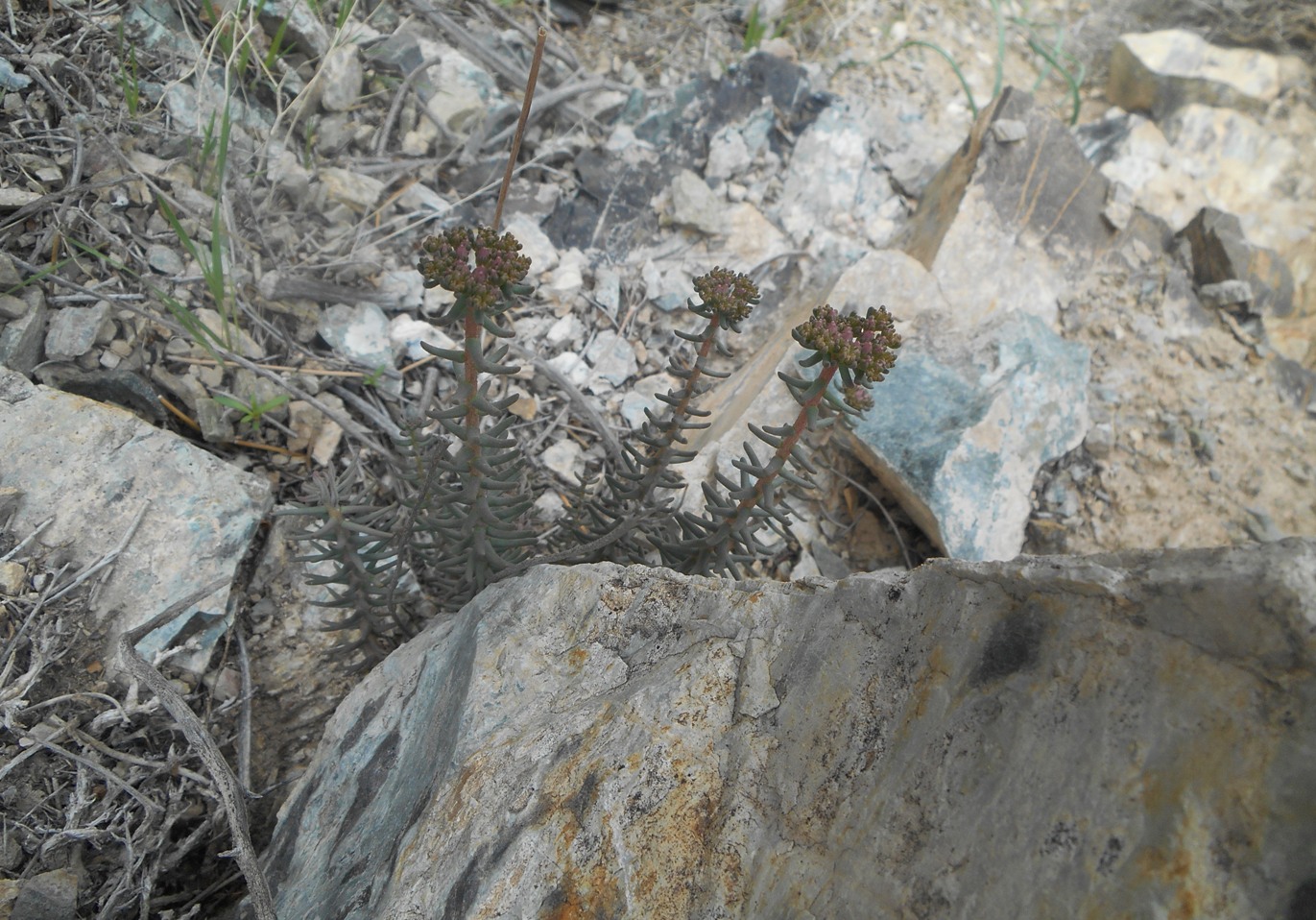 Image of genus Pseudosedum specimen.