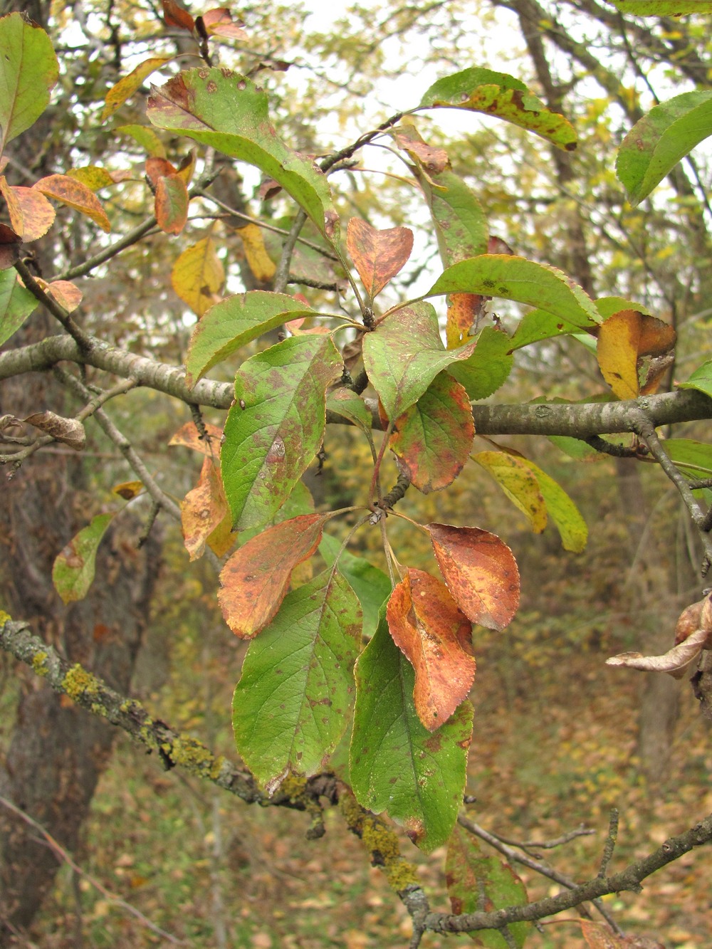 Изображение особи Malus orientalis.