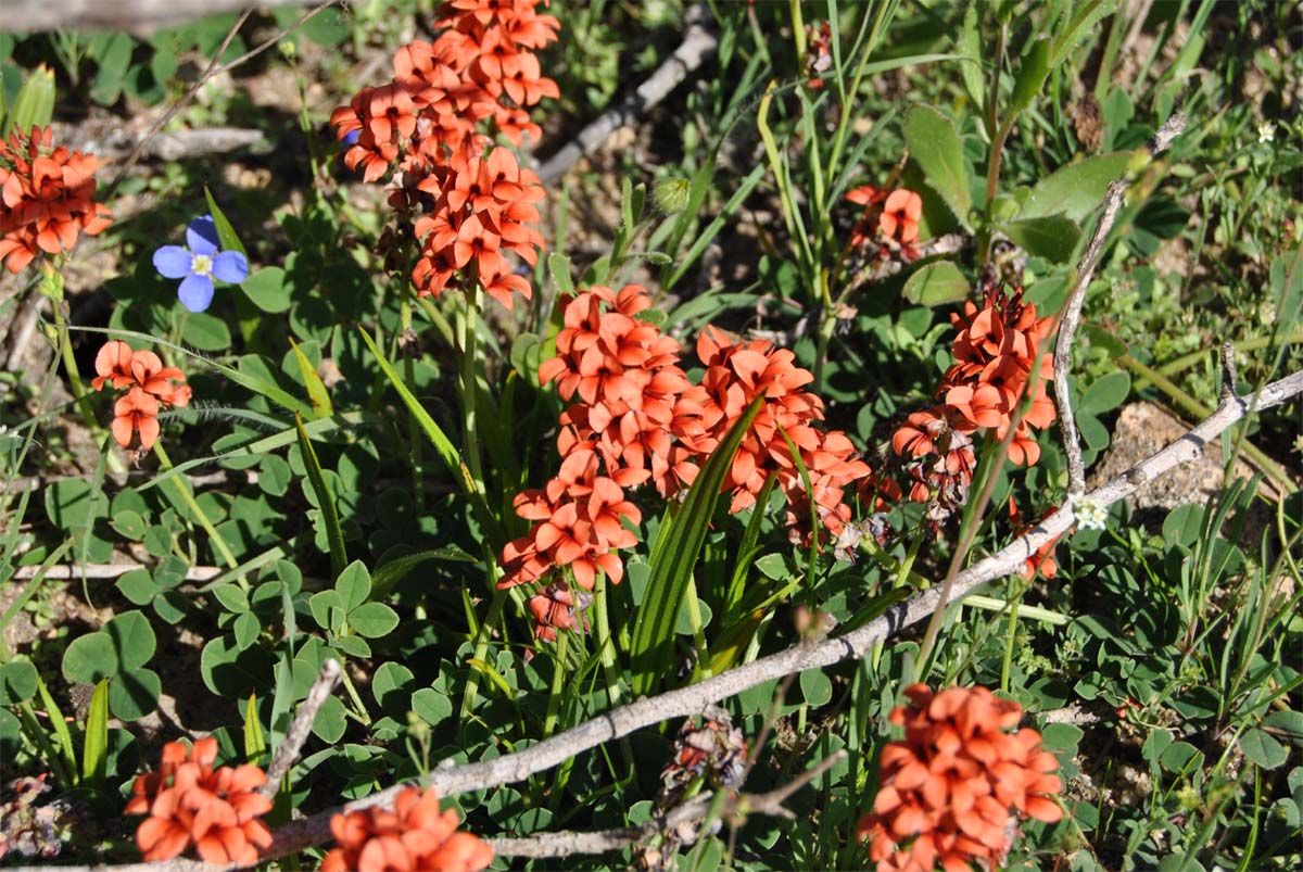 Изображение особи Indigofera procumbens.