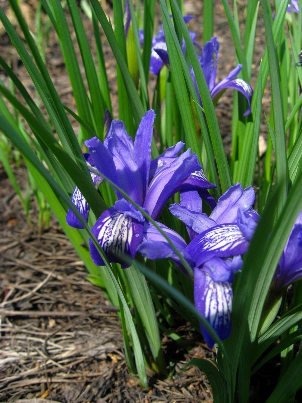 Image of Iris ruthenica specimen.