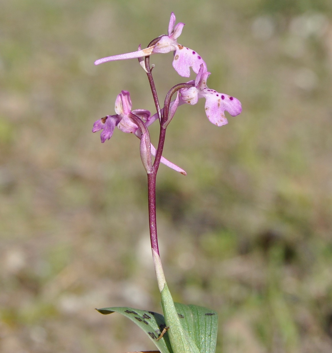 Изображение особи Orchis anatolica.