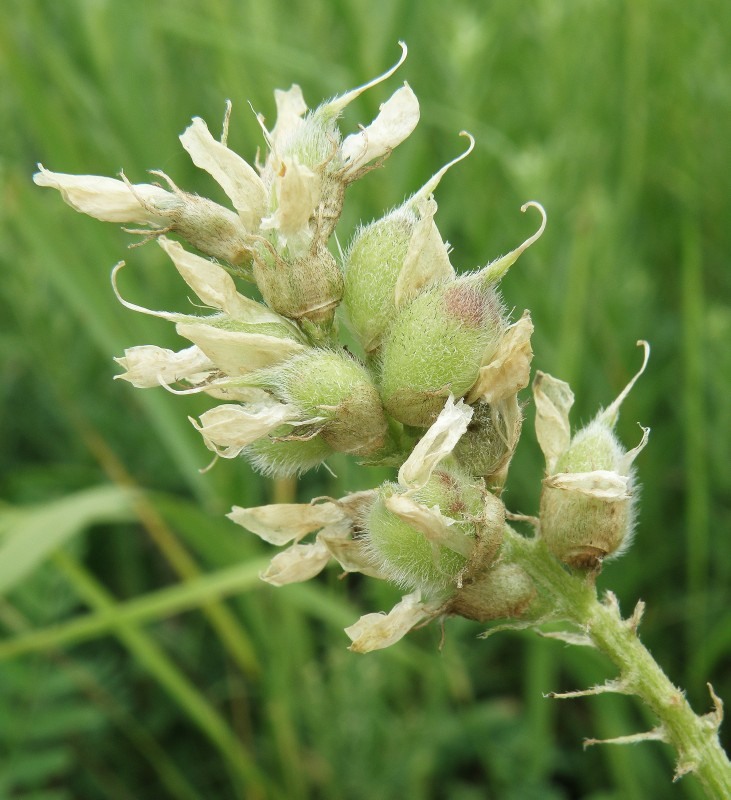 Image of Astragalus cicer specimen.
