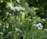 Achillea ptarmica var. multiplex
