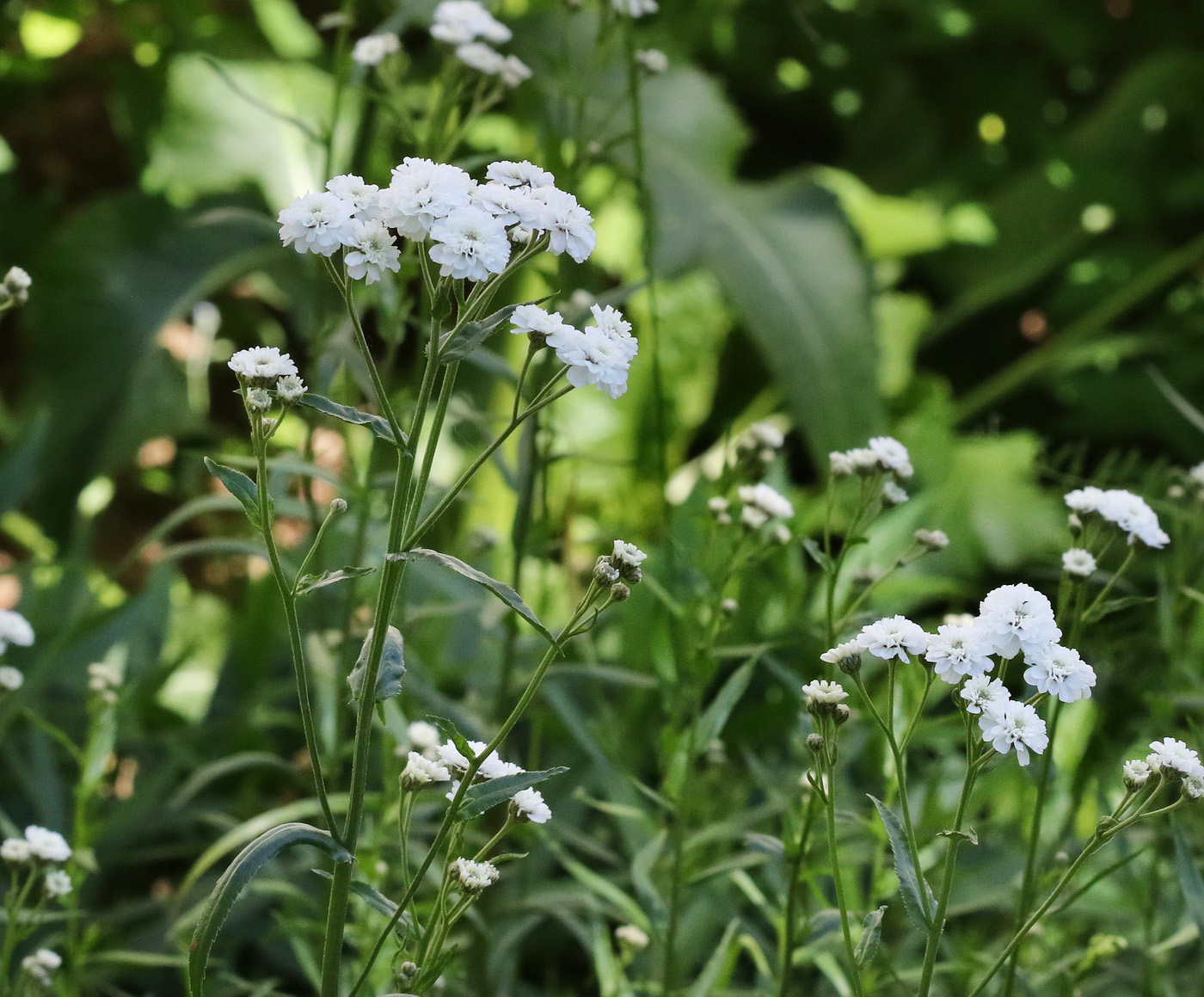 Изображение особи Achillea ptarmica var. multiplex.