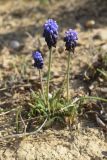 Muscari neglectum. Цветущие растения. Испания, автономное сообщество Каталония, провинция Жирона, комарка Баш Эмпорда, муниципалитет Тороэлья-де-Монгри, окр. н.п. Улья, обочина дороги вдоль распаханной террасы склона горы. 28.02.2019.