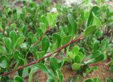 Arctostaphylos uva-ursi. Верхушка побега. Архангельская обл., Вельский р-н, окр. пос. Усть-Шоноша, бор. 11.08.2013.