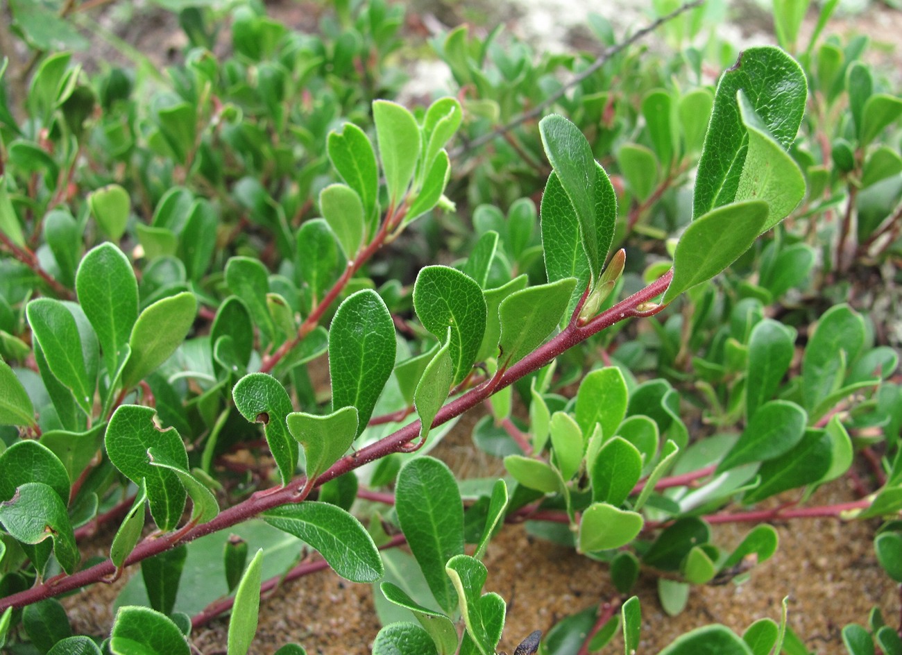 Image of Arctostaphylos uva-ursi specimen.