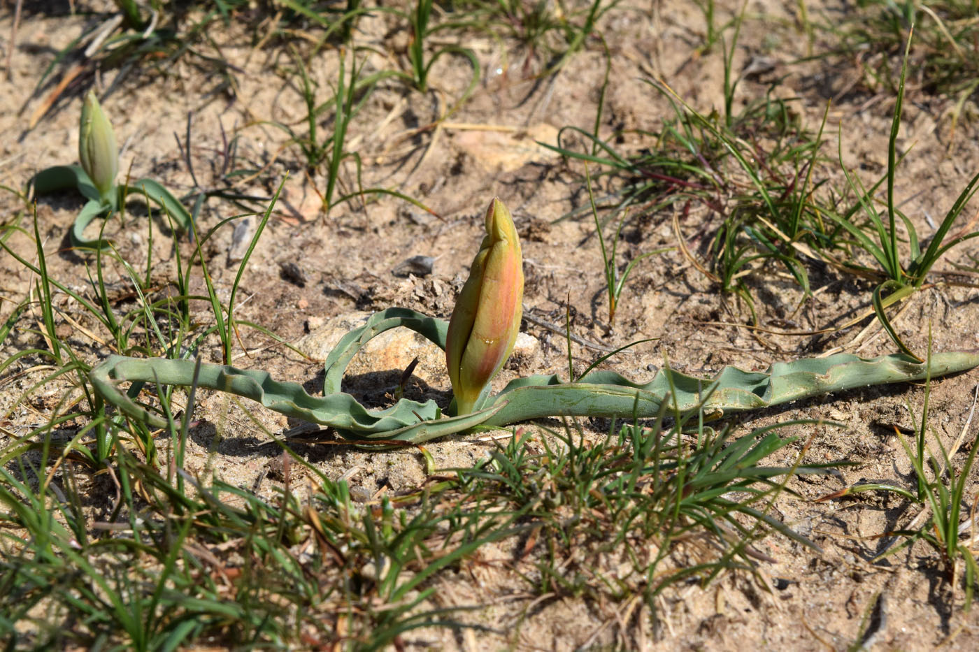 Изображение особи Tulipa korolkowii.