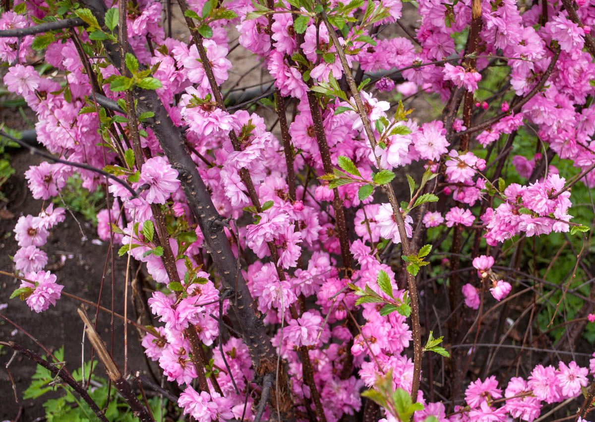 Image of Louiseania triloba specimen.