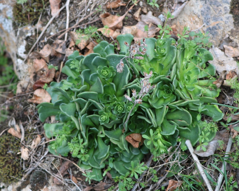 Image of genus Rosularia specimen.