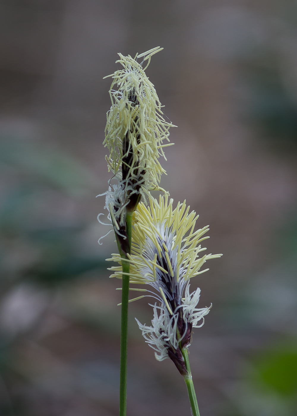 Image of Carex montana specimen.