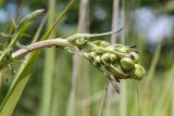 Crepis biennis