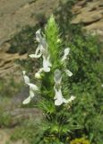 Stachys atherocalyx. Верхушка соцветия. Дагестан, Кумторкалинский р-н, хр. Нарат-Тюбе, редколесье на склоне. 31 мая 2019 г.