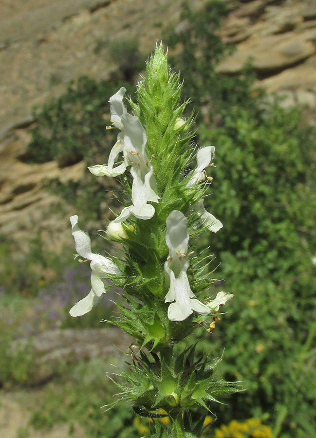 Image of Stachys atherocalyx specimen.