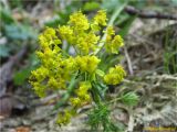 Euphorbia cyparissias