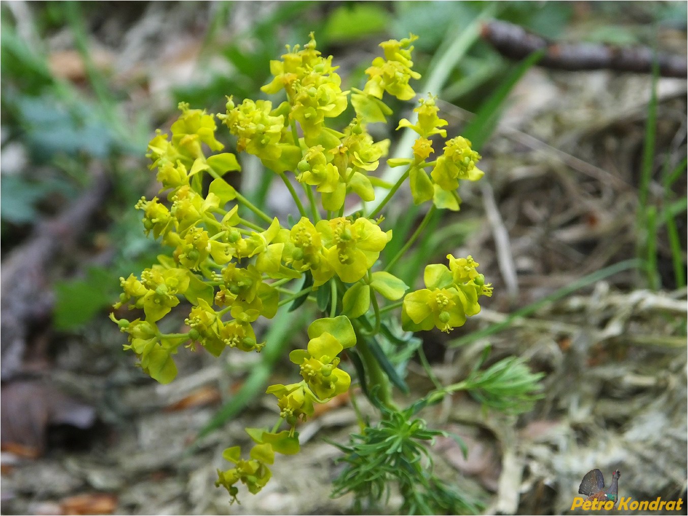 Изображение особи Euphorbia cyparissias.