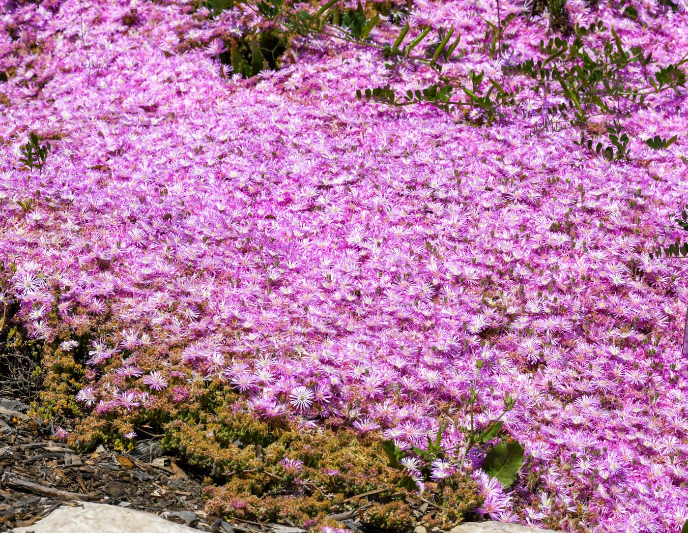 Изображение особи Drosanthemum floribundum.