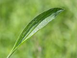 Plantago lanceolata. Лист (адаксиальная сторона). Ленинградская обл., Волосовский р-н, окр. дер. Донцо, разнотравный луг в молодом мелколиственном лесу. 16.06.2019.