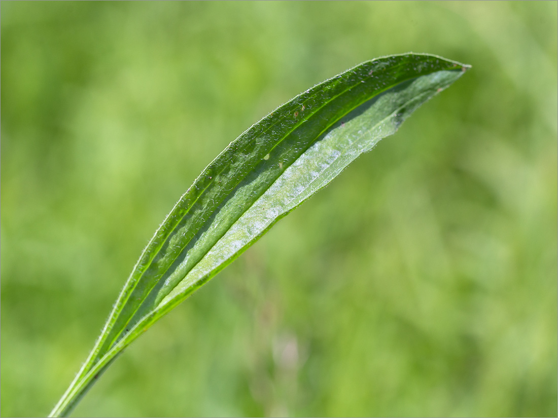 Изображение особи Plantago lanceolata.