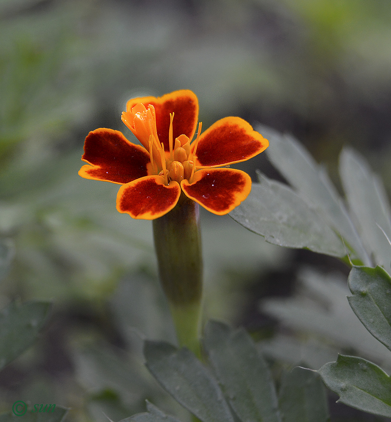 Image of Tagetes patula specimen.