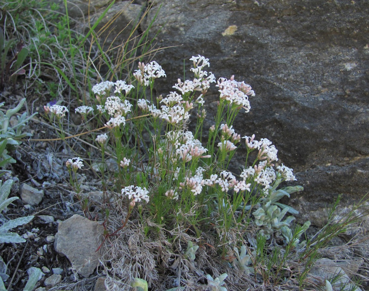 Изображение особи род Asperula.