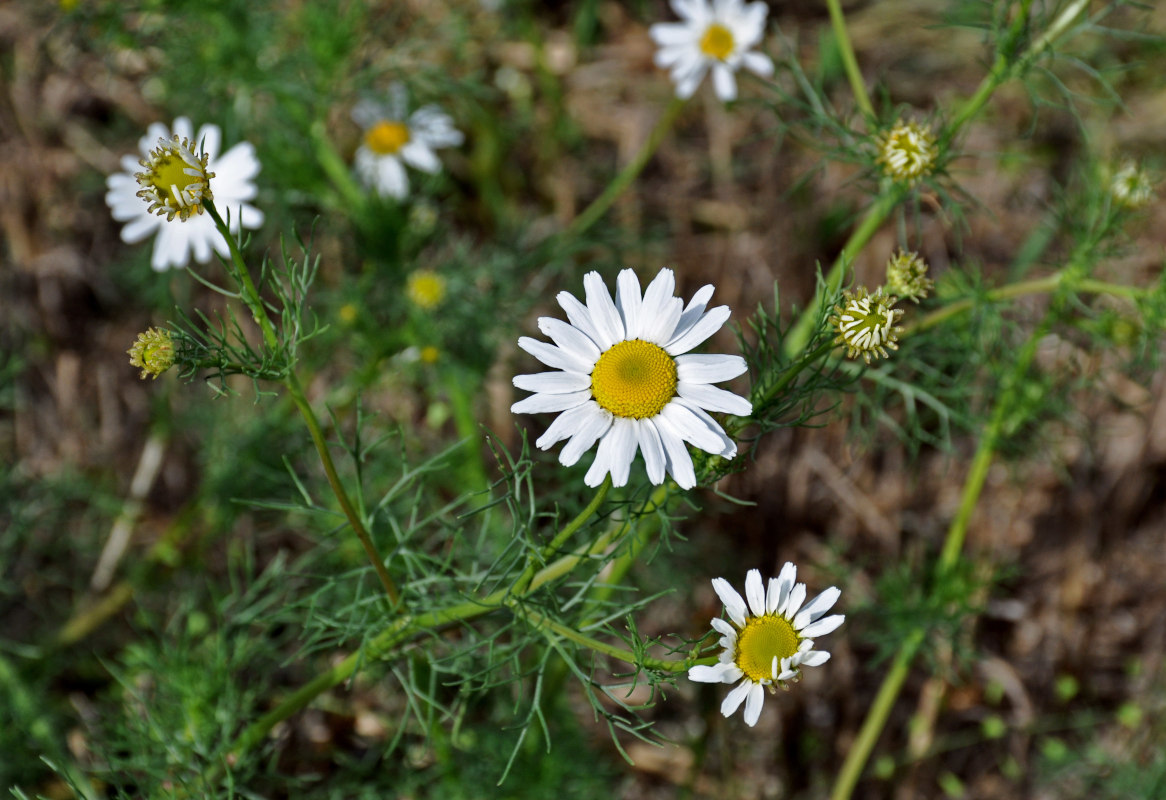 Изображение особи Tripleurospermum inodorum.