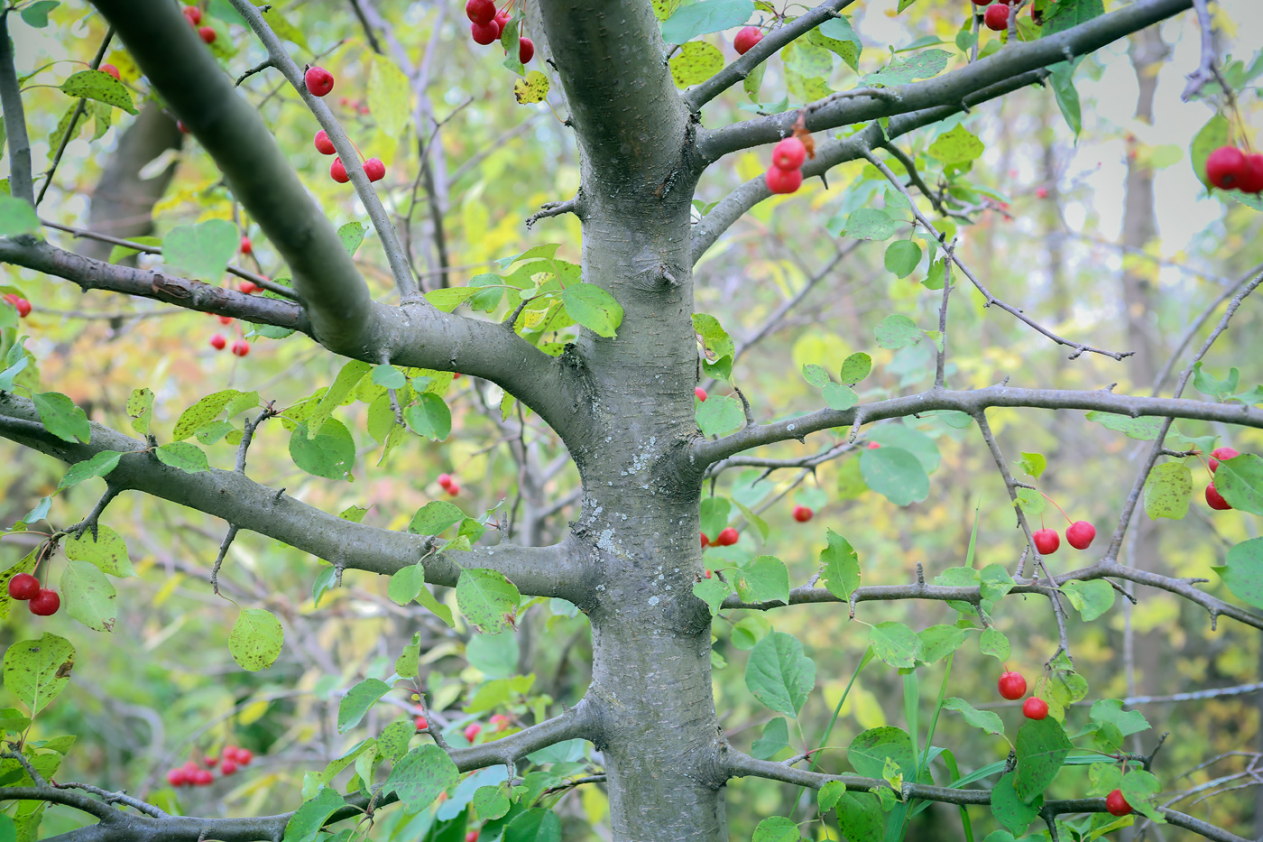 Изображение особи Malus baccata.