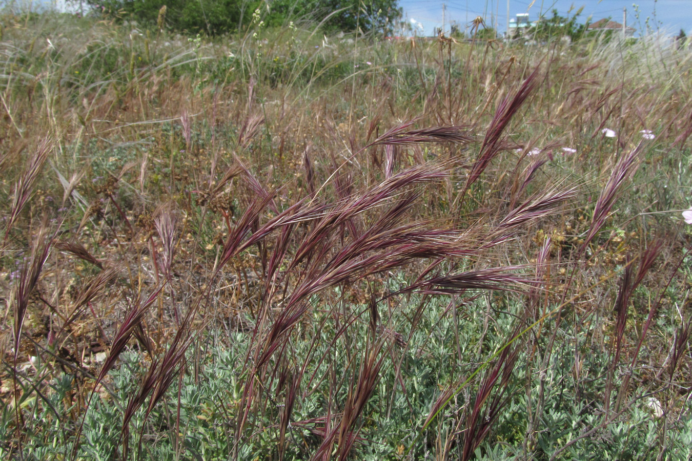 Изображение особи Anisantha madritensis.