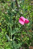 Lathyrus tuberosus