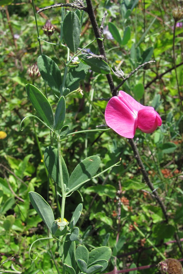 Image of Lathyrus tuberosus specimen.