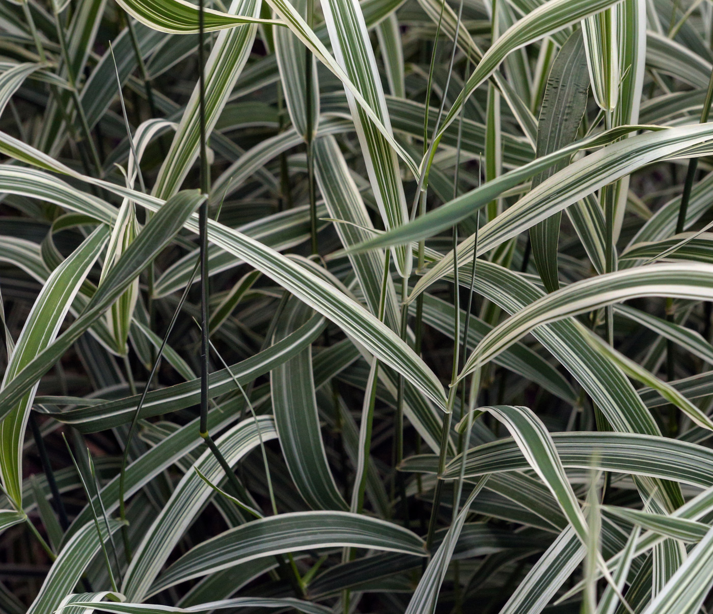 Image of Phalaroides japonica specimen.