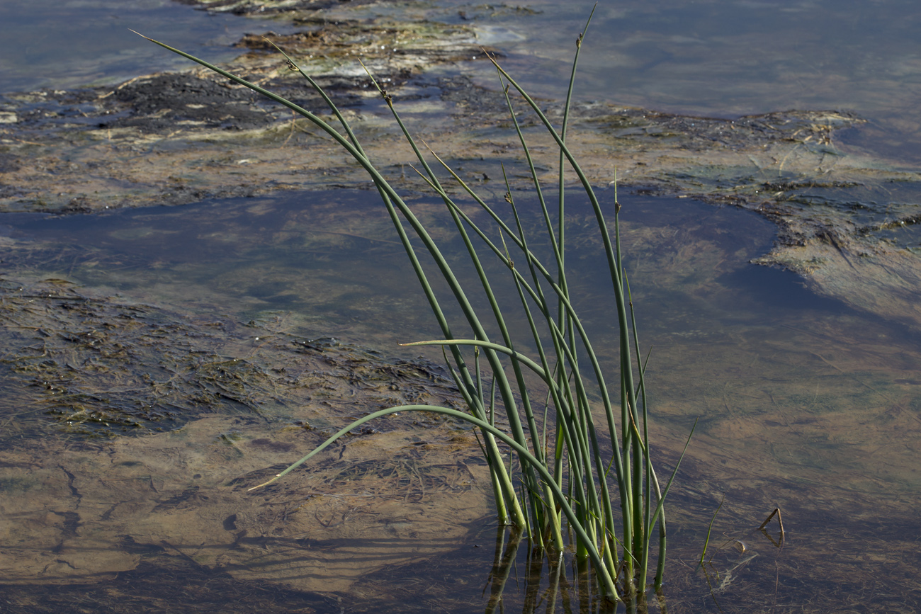 Image of Schoenoplectus tabernaemontani specimen.