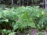 Pteridium pinetorum подвид sibiricum. Растения на обочине дороги. Красноярский край, окр. г. Красноярск, заповедник \"Столбы\", смешанный лес. 13.08.2018.