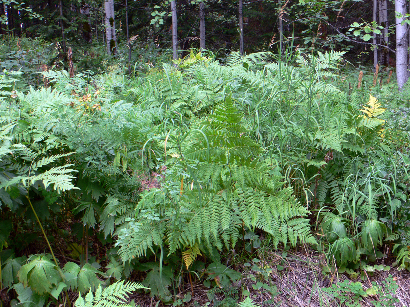 Изображение особи Pteridium pinetorum ssp. sibiricum.