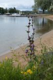 Campanula glomerata. Цветущее растение. Финляндия, г. Савонлинна, берег оз. Пихлаявеси, лужок на береговом откосе между пляжем и пешеходной дорожкой. 13.07.2019.