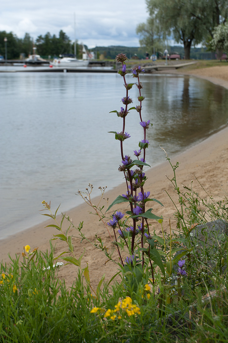 Image of Campanula glomerata specimen.