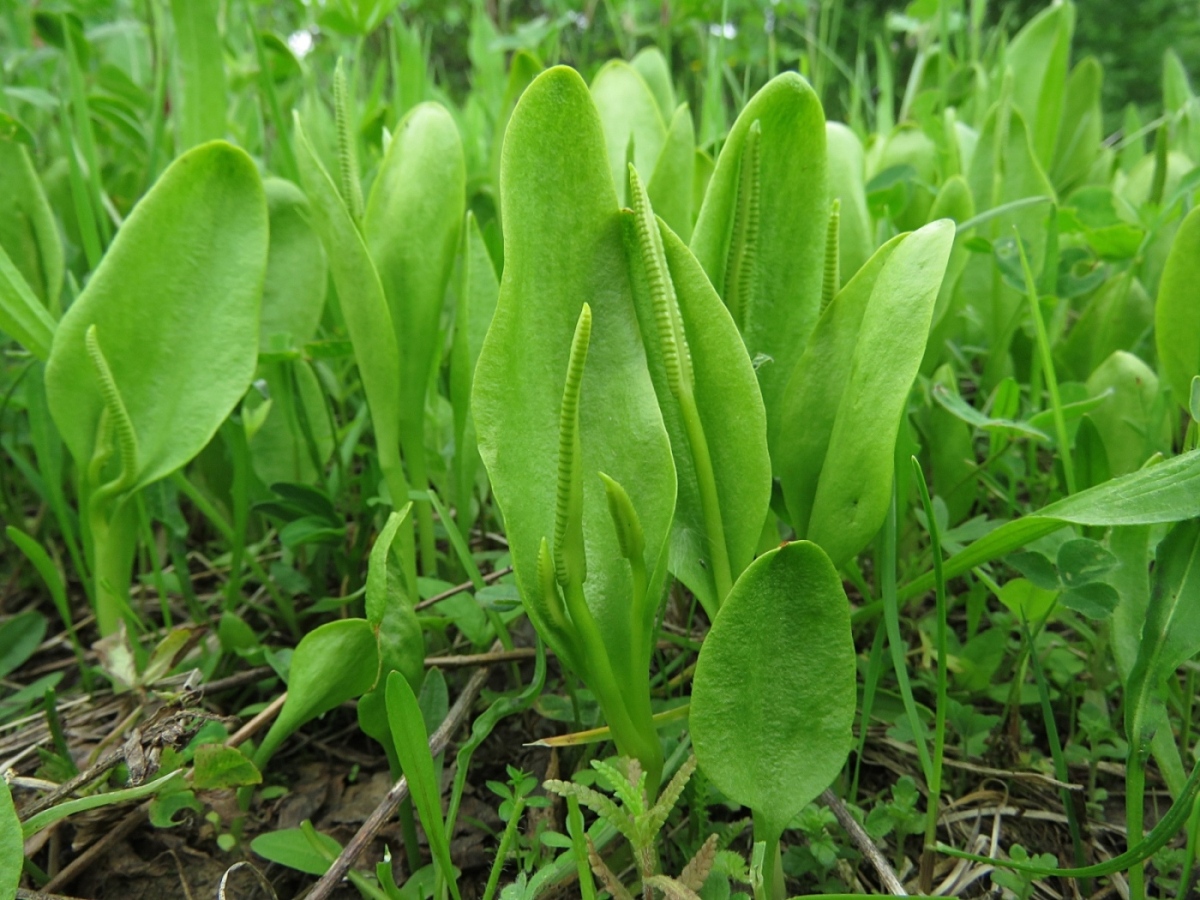 Image of Ophioglossum vulgatum specimen.