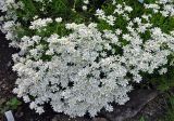 Iberis sempervirens