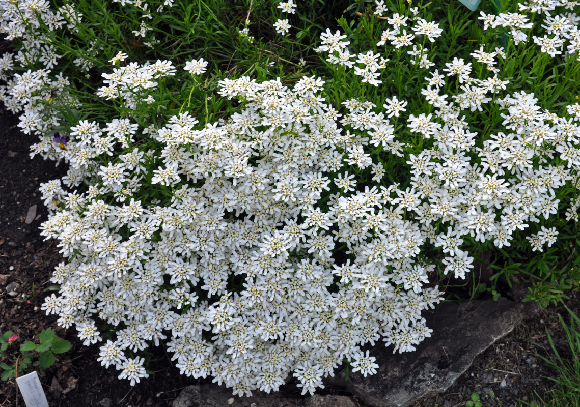 Image of Iberis sempervirens specimen.