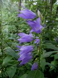 Campanula latifolia