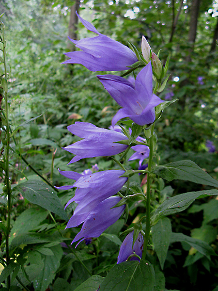 Image of Campanula latifolia specimen.