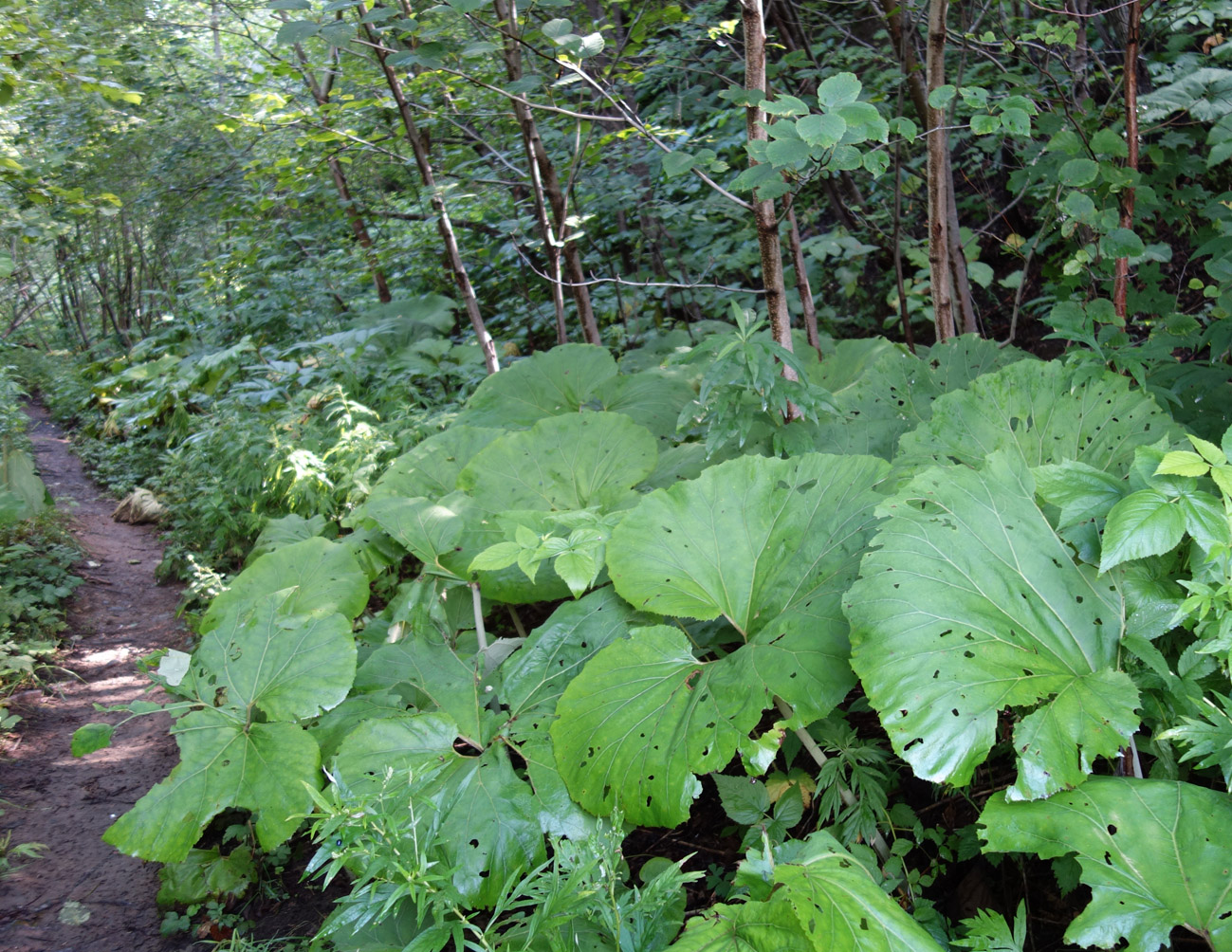 Image of Petasites amplus specimen.