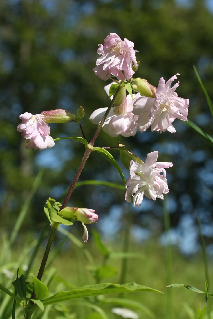 Image of Saponaria officinalis f. pleniflora specimen.